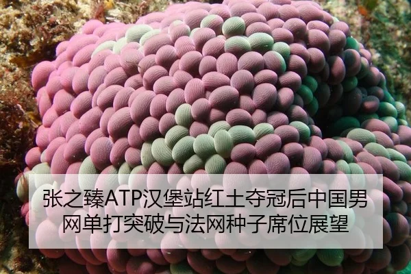 zhang-zhi-zhen-han-bao-zhan-hong-tu-duo-guan-hou-zhong-guo-nan-wang-dan-da-tu-po-yu-fa-wang-zhong-zi-xi-wei-zhan-wang-2-438.jpg